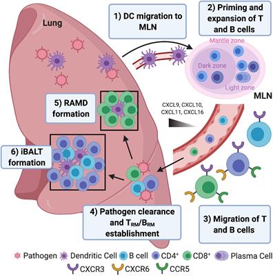 Frontiers | Pulmonary-Resident Memory Lymphocytes: Pivotal ...